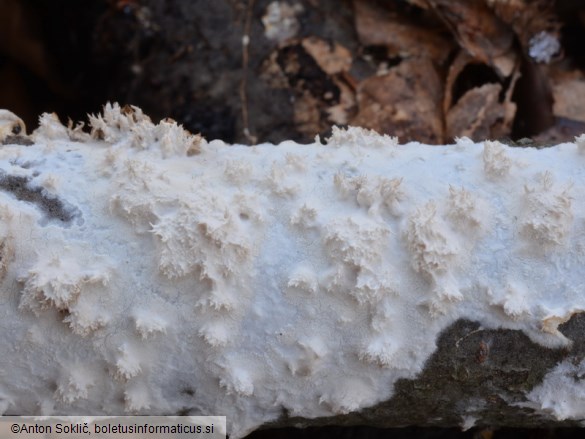 Hyphoderma setigerum
