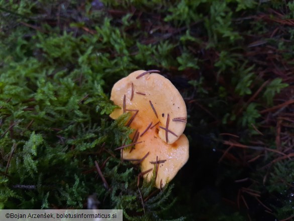 Hygrophoropsis aurantiaca