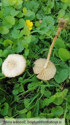 Marasmius oreades