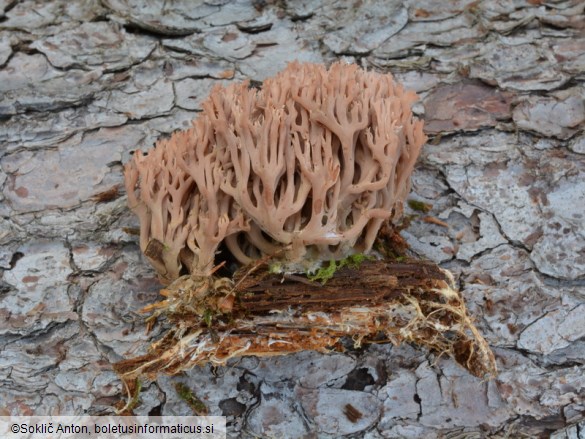 Ramaria rubella