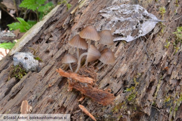 Mycena stipata