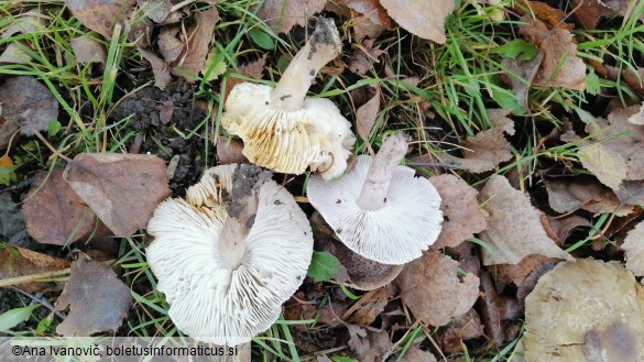 Tricholoma scalpturatum