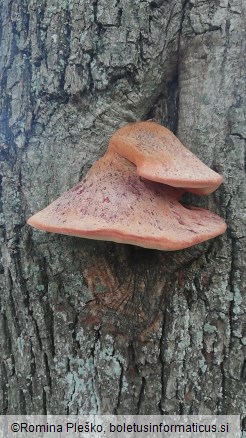 Fistulina hepatica