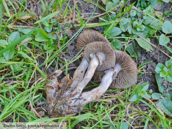 Cyclocybe erebia