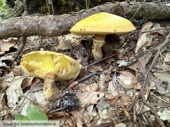 Suillus grevillei