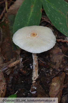 Lepiota clypeolaria