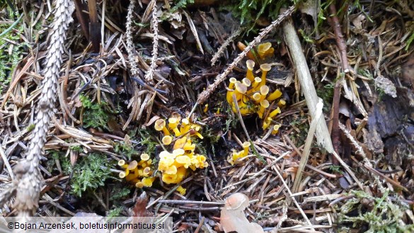 Cantharellus tubaeformis