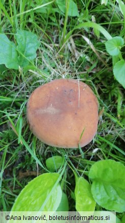 Lactarius volemus