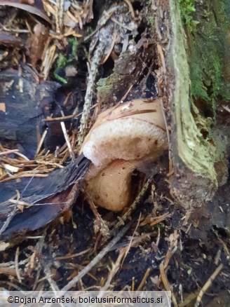 Tylopilus felleus