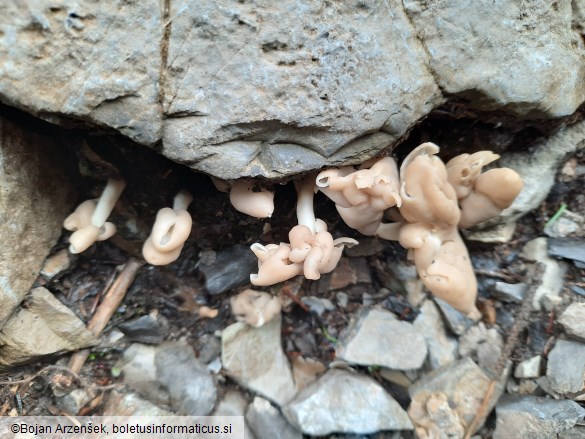 Helvella elastica