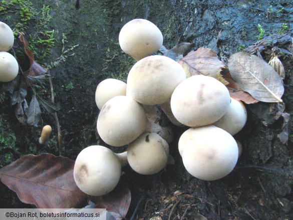 Lycoperdon pyriforme