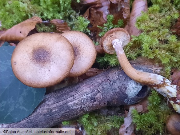 Armillaria borealis