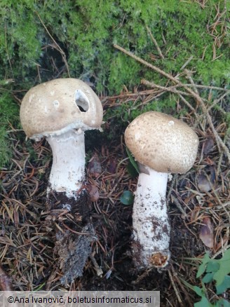 Agaricus augustus