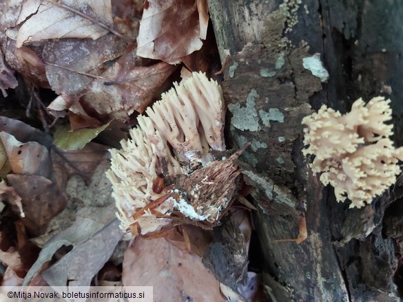 Ramaria stricta