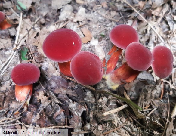 Hortiboletus rubellus