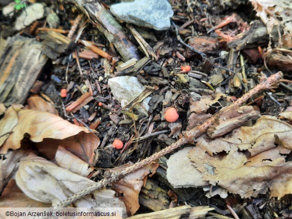 Lycogala epidendrum