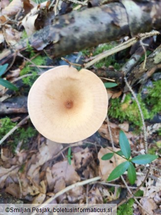 Clitocybe gibba