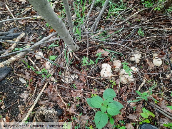 Calocybe gambosa