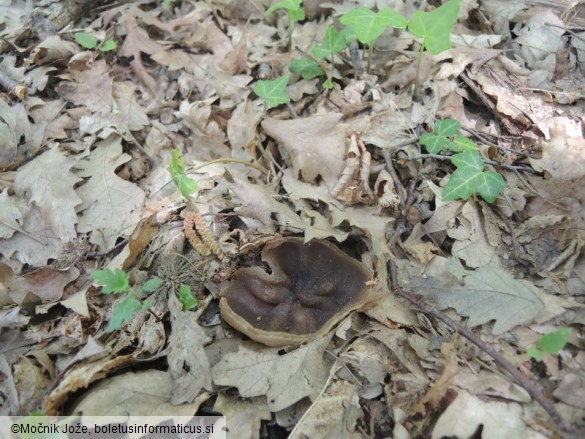 Daleomyces badioides