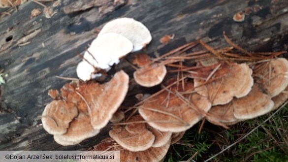 Trametes ochracea