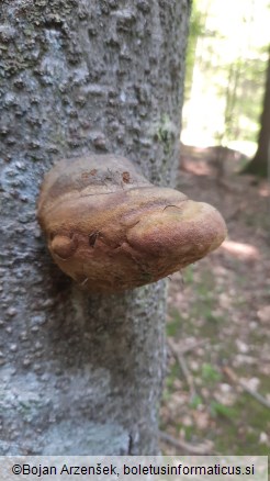 Phellinus hartigii