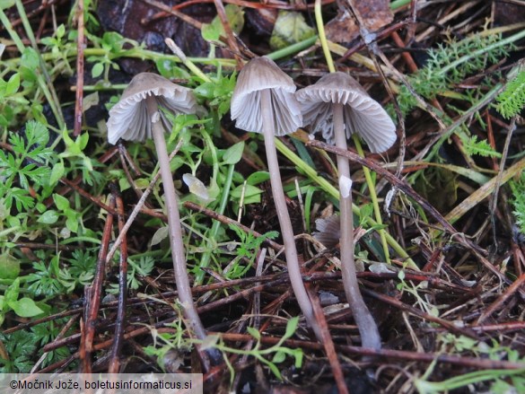 Mycena leptocephala