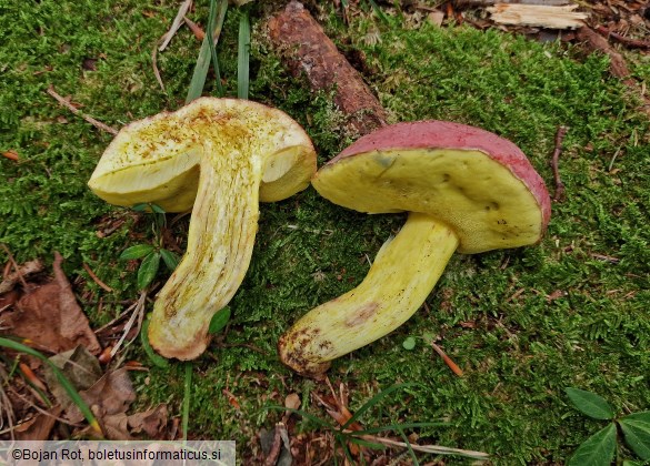 Butyriboletus regius