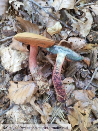 Boletus mendax