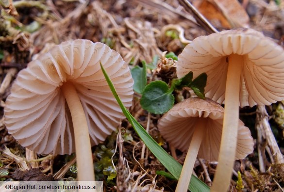 Mycena olivaceomarginata