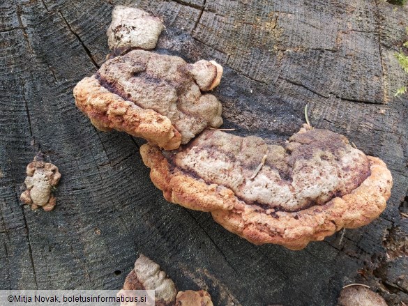 Gloeophyllum odoratum