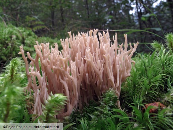 Ramaria gracilis