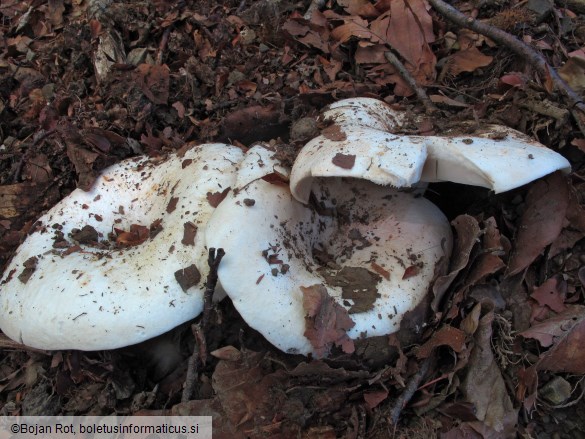 Russula chloroides