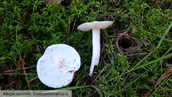 Tricholoma columbetta