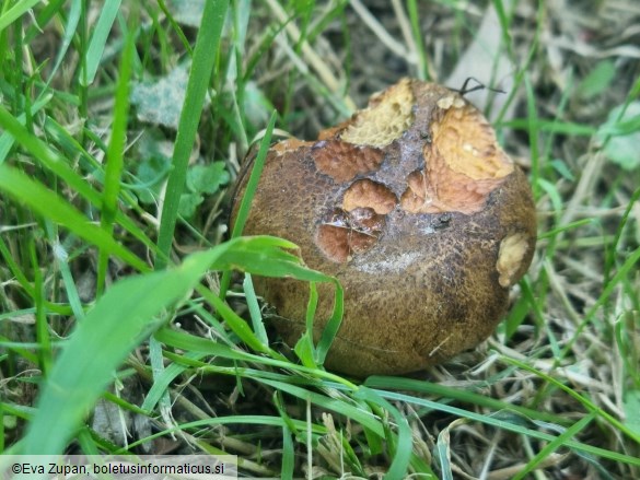 Cyanoboletus pulverulentus