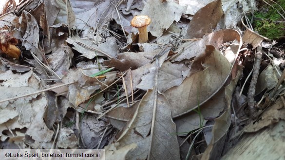 Cantharellus cibarius