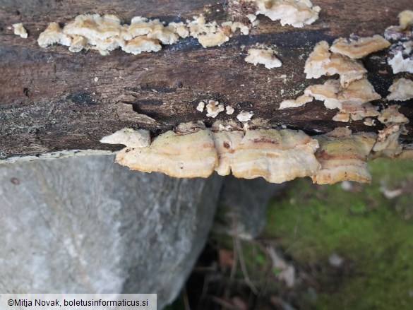 Trametes ochracea