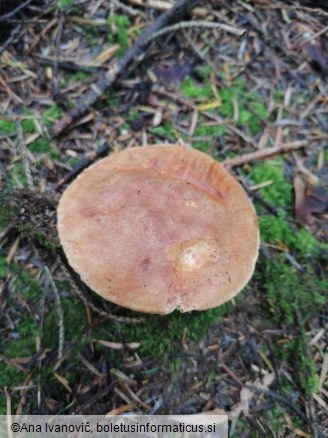 Butyriboletus appendiculatus