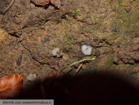 Trichophaea woolhopeia