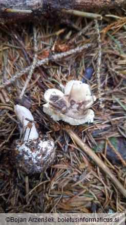 Amanita porphyria