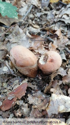 Leccinum aurantiacum