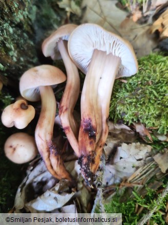 Collybia fusipes