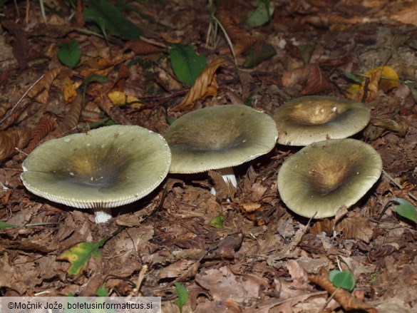 Russula heterophylla