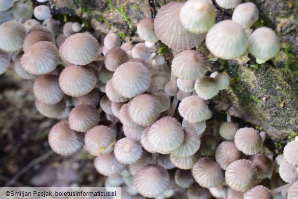 Coprinellus disseminatus