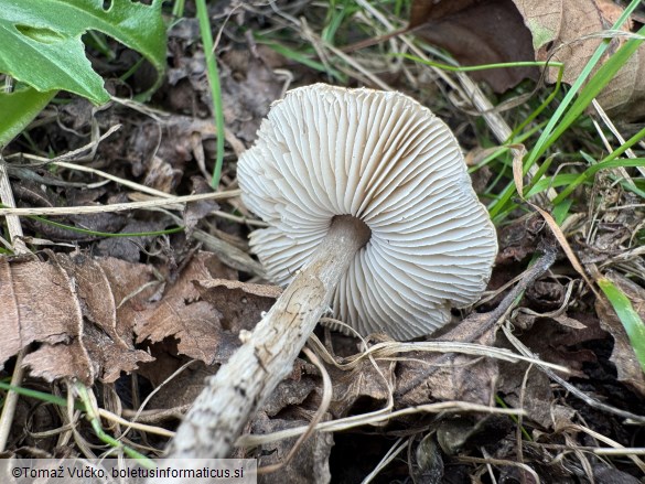 Lepiota griseovirens