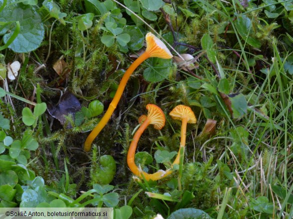 Hygrocybe cantharellus