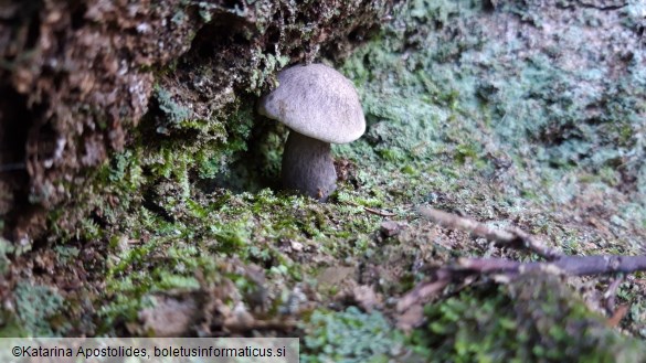 Tricholoma saponaceum