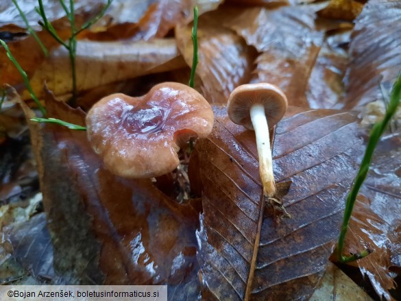 Hypholoma lateritium