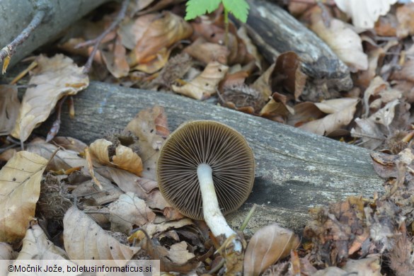 Psathyrella tephrophylla