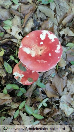 Russula grata