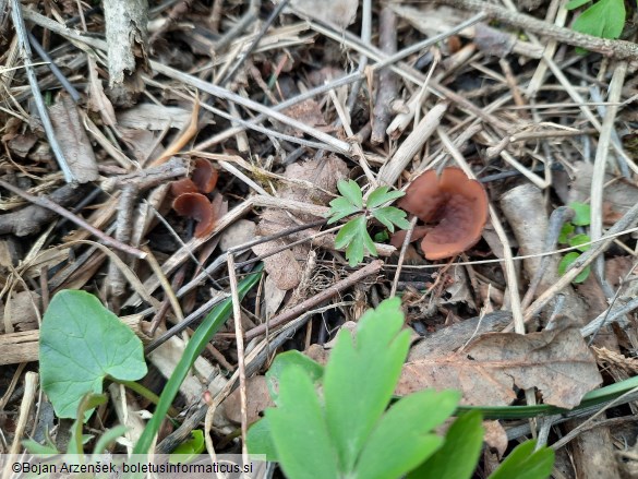 Dumontinia tuberosa